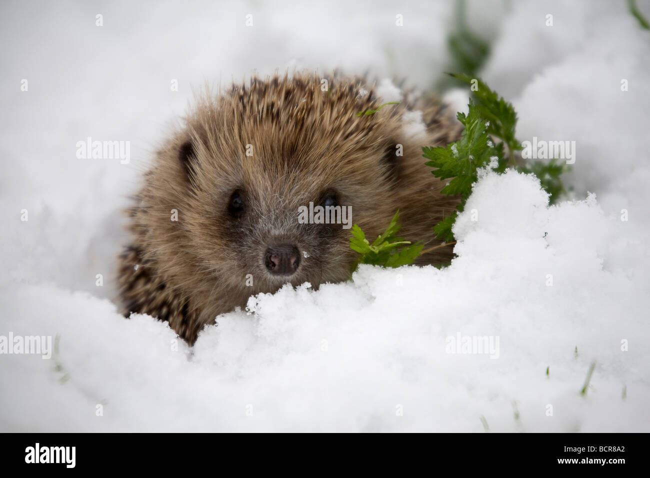 Hedgehog, Erinaceus europaeus, In snow Stock Photo Alamy