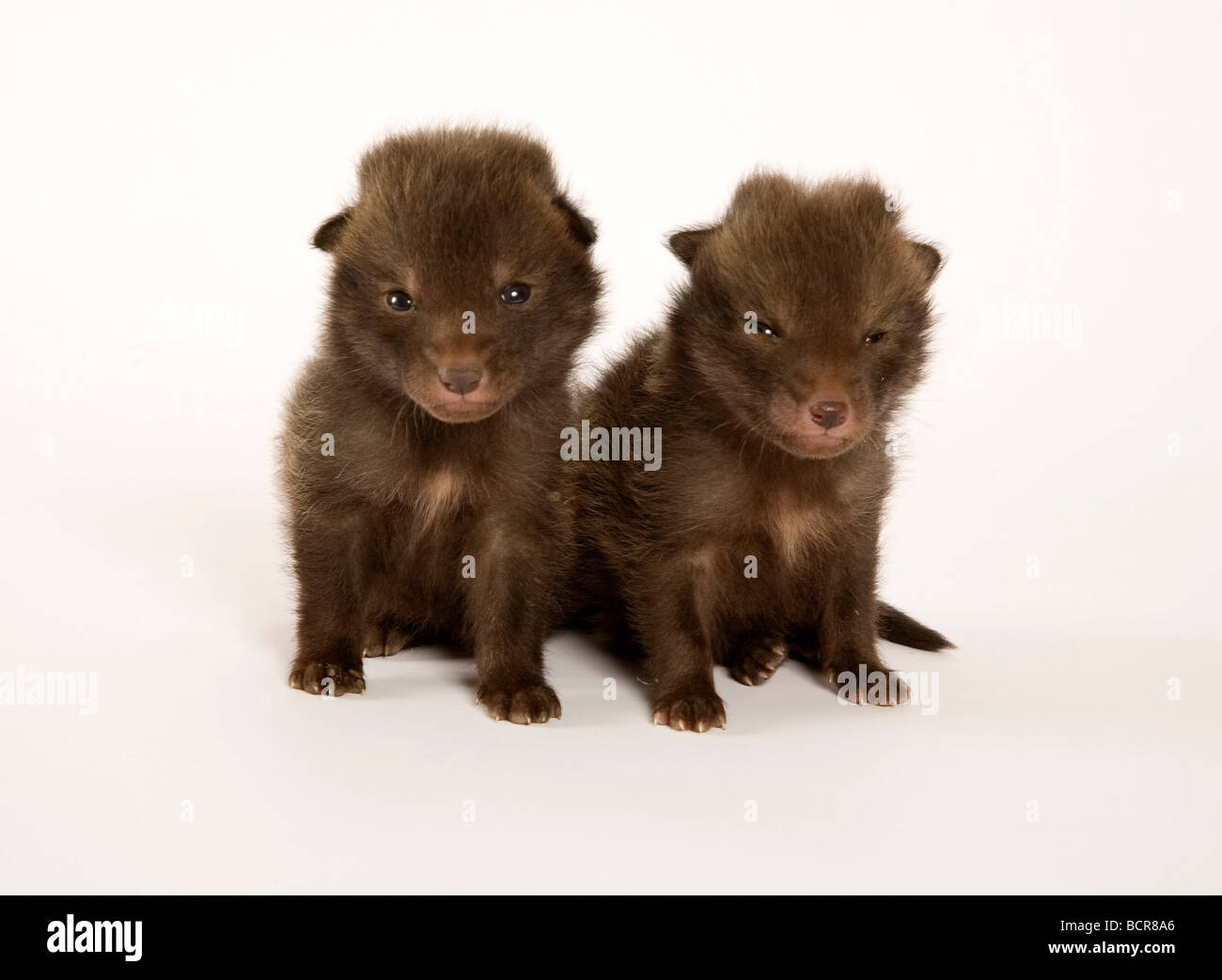 Two baby fox hi-res stock photography and images - Alamy