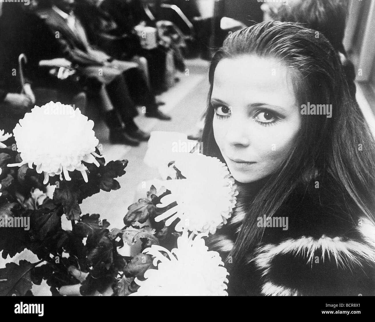 Penelope tree 1960s Black and White Stock Photos & Images Alamy