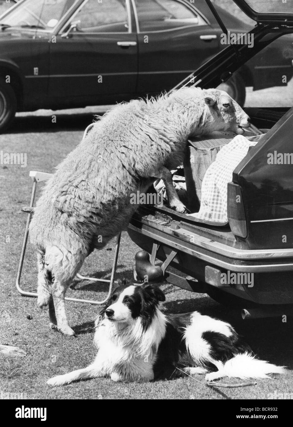 Border Collie on guard as a sheep steals the picnic from parked car Stock Photo