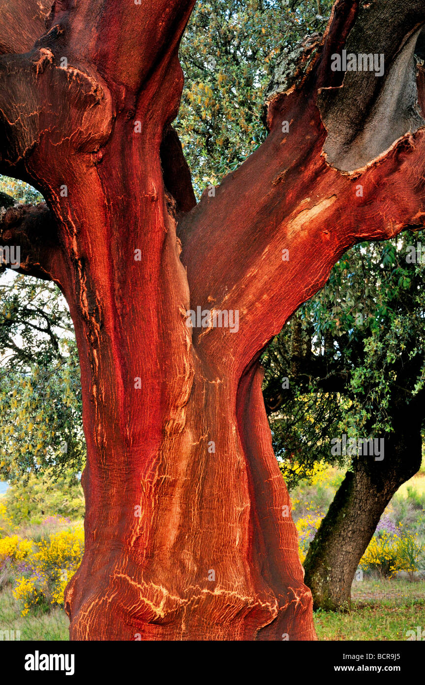 Spain, Extremadura: Peeled Cork Oak at the Dehesas in the province of Cáceres Stock Photo