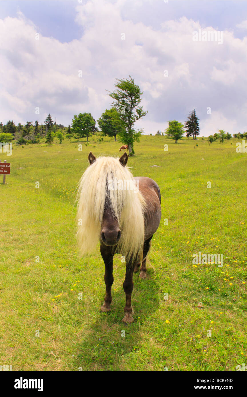 Wild horse along Appalachian Trail Grayson Highlands State Park