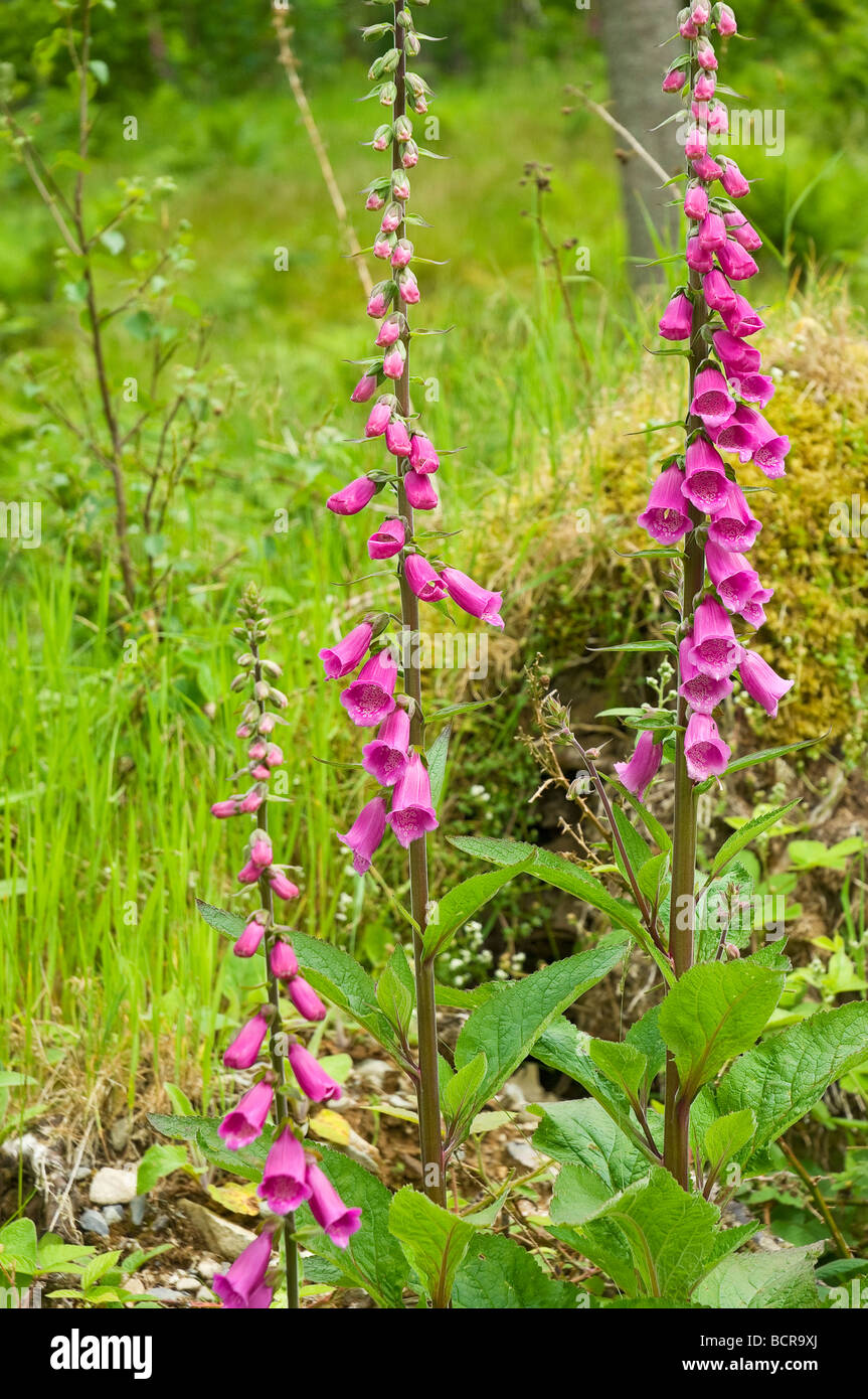 Close up of wild purple foxgloves foxglove flower flowers (digitalis) growing in a wood in summer England UK United Kingdom GB Great Britain Stock Photo