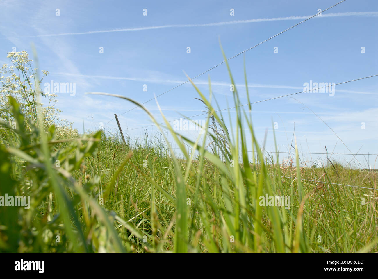 ELECTRICAL FENCE BEHIND GRASS Stock Photo Alamy