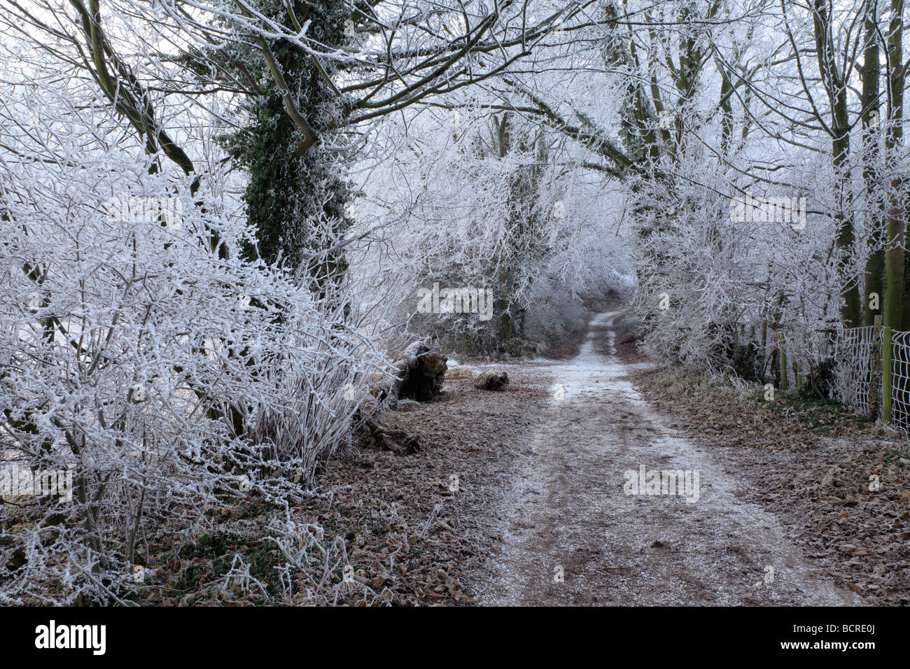 Winter scene of Frosty tree lined footpath, Washington, West Sussex Stock Photo