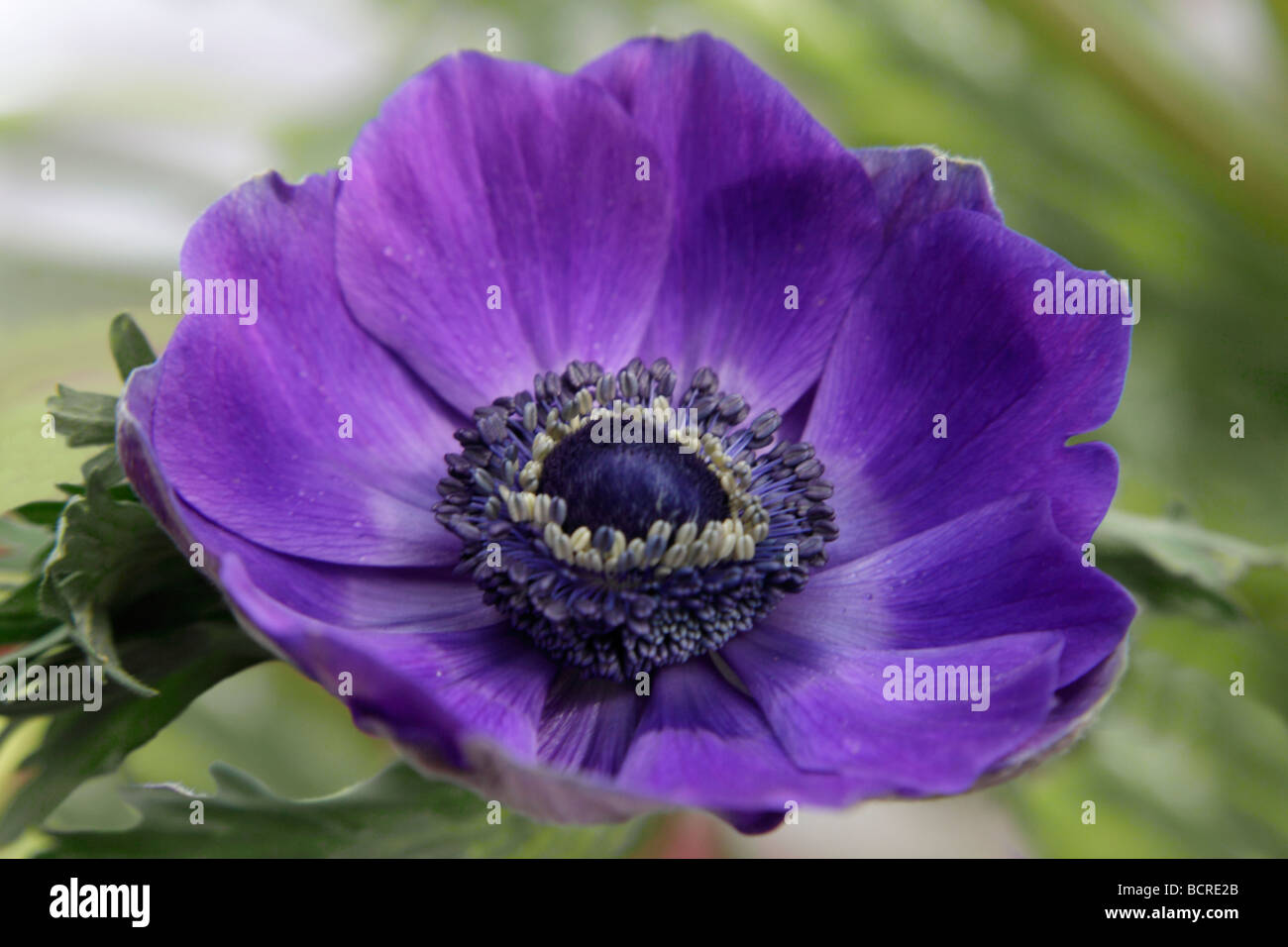 Purple Anemone Flower Stock Photo - Alamy