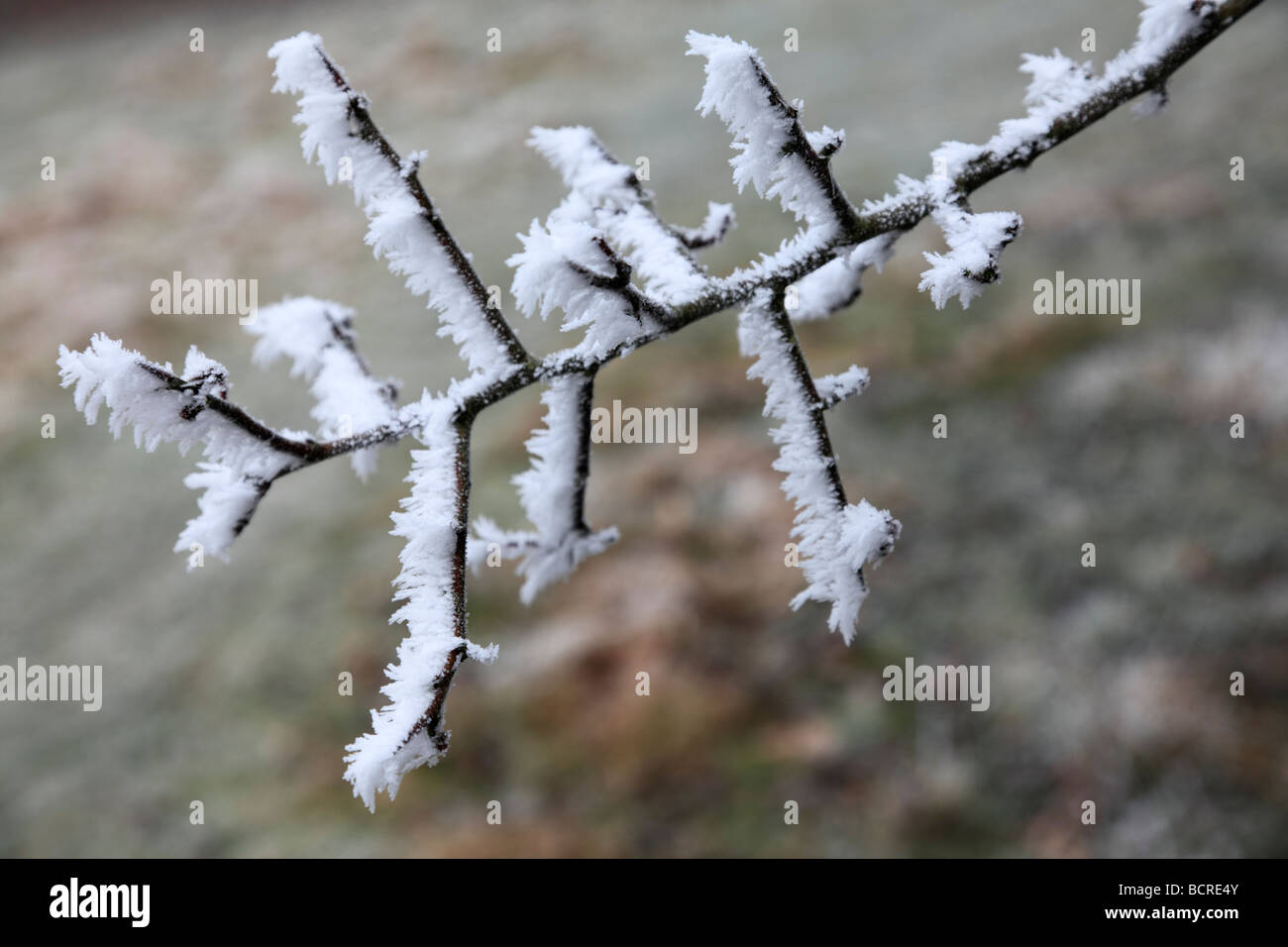 Tree branch with minus eight degrees of frost Stock Photo