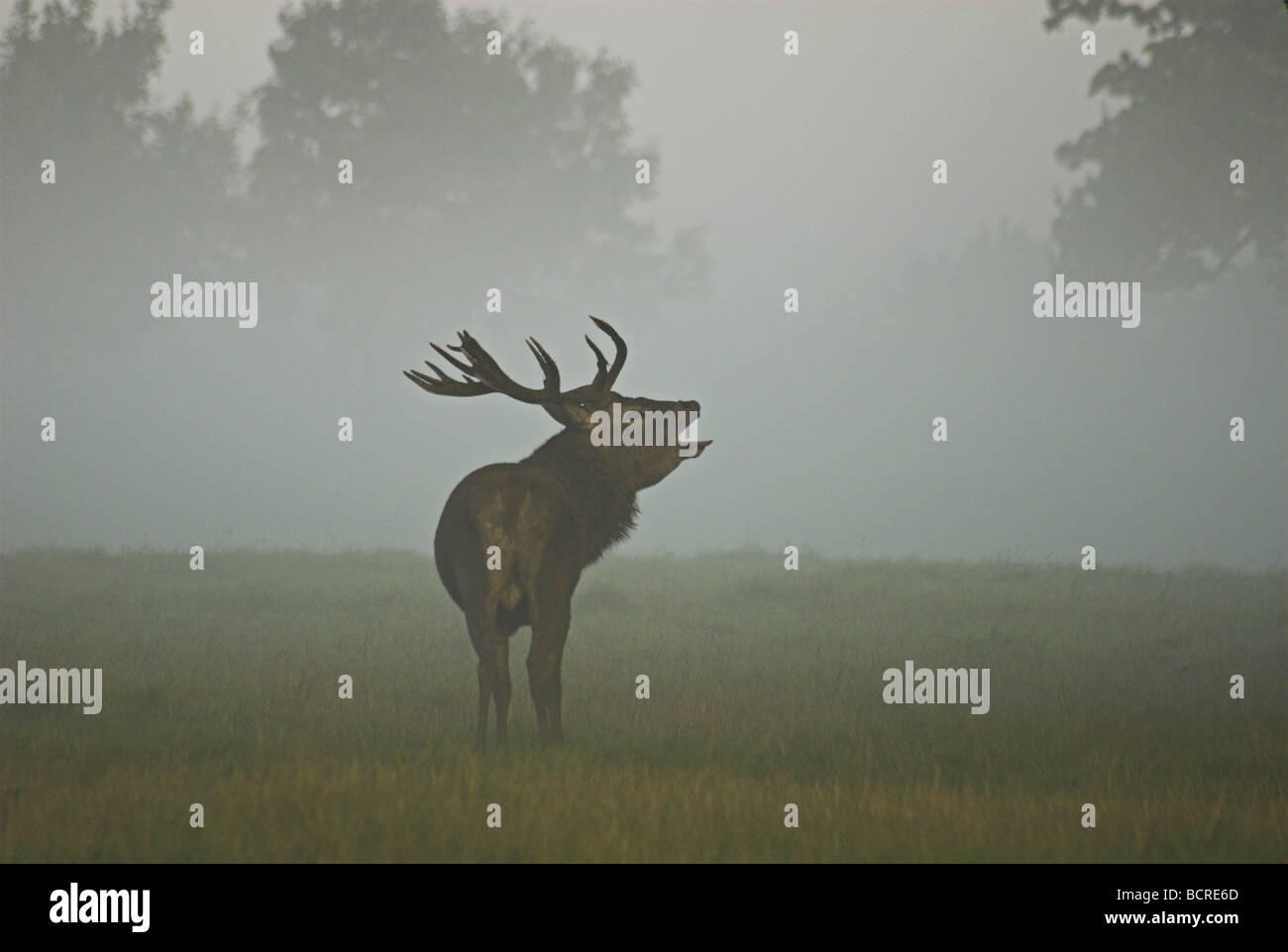 Red Deer(cervus elaphus)stag in a misty dawn setting during the rut. Stock Photo