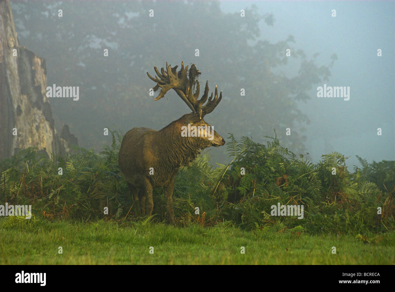 Red Deer(cervus elaphus)stag in a misty dawn setting during the rut. Stock Photo
