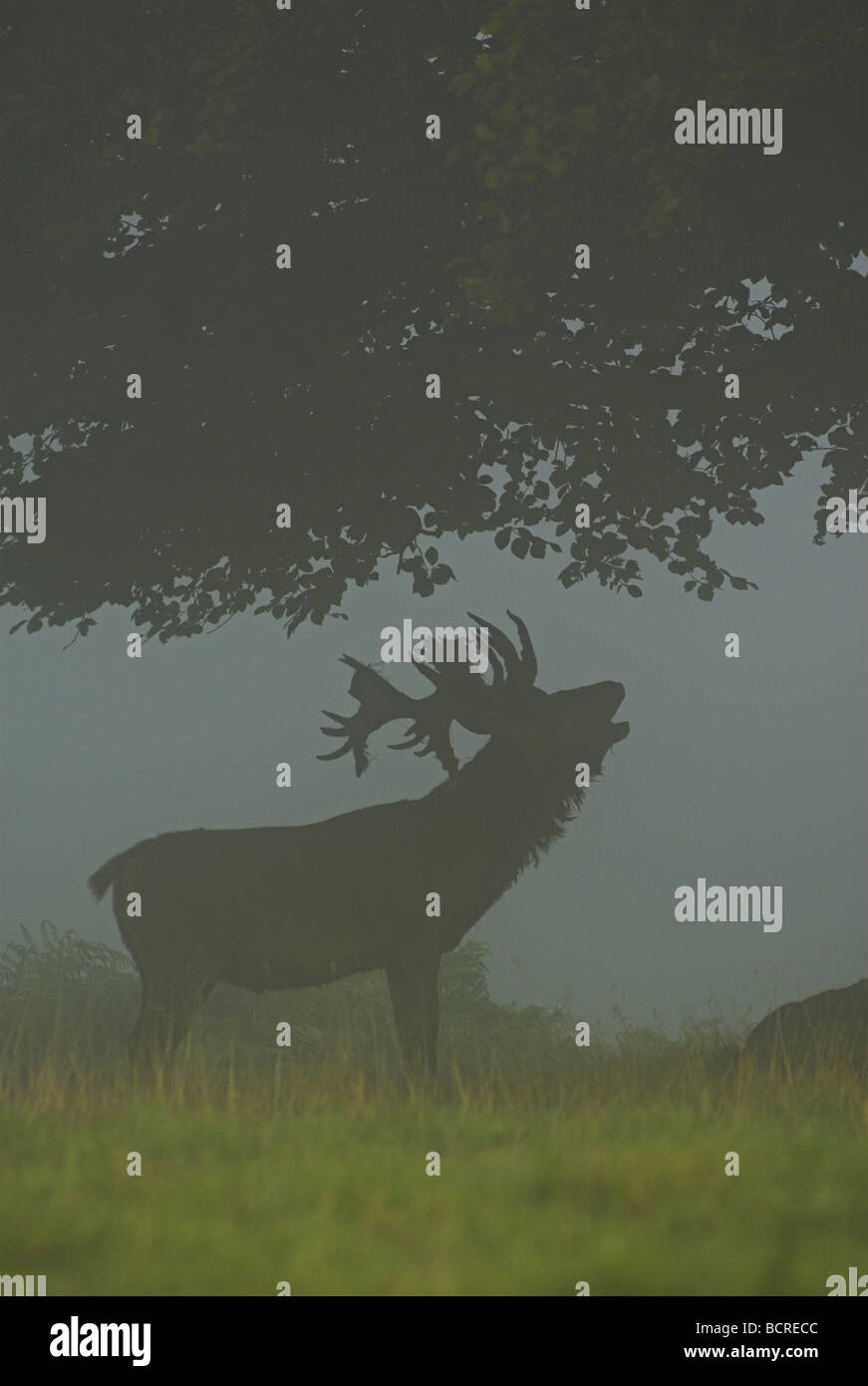 Red Deer(cervus elaphus)stag in a misty dawn setting during the rut. Stock Photo