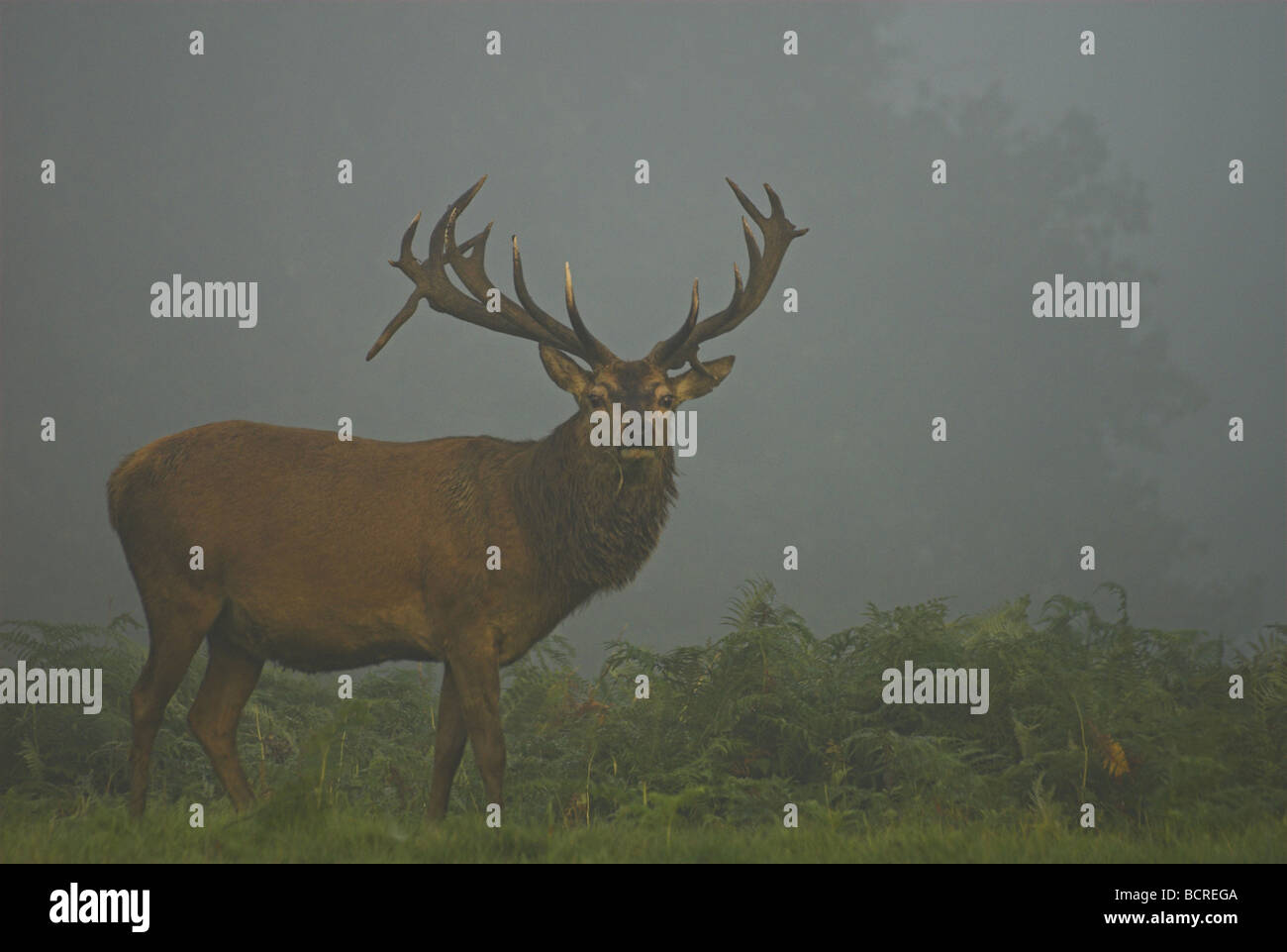 Red Deer(cervus elaphus)stag in a misty dawn setting during the rut. Stock Photo