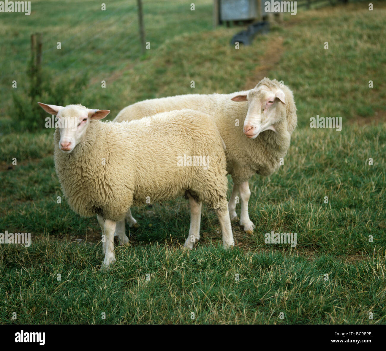 Mature pedigree Friesland or Friesian ram with young shearling ram Stock Photo