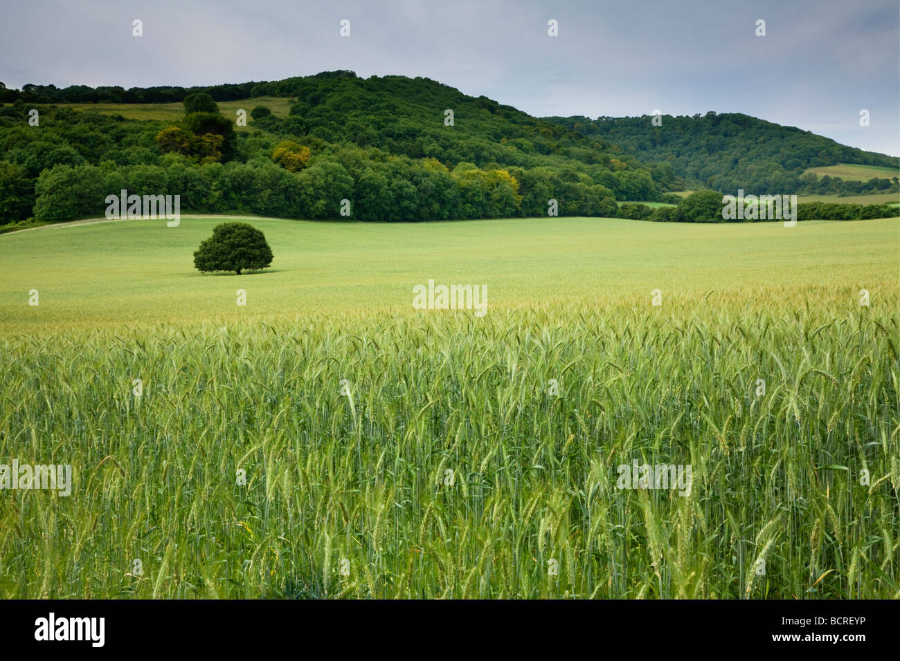 Oak Tree in Barley Field, Stead Combe and Bepton, West Sussex Stock Photo