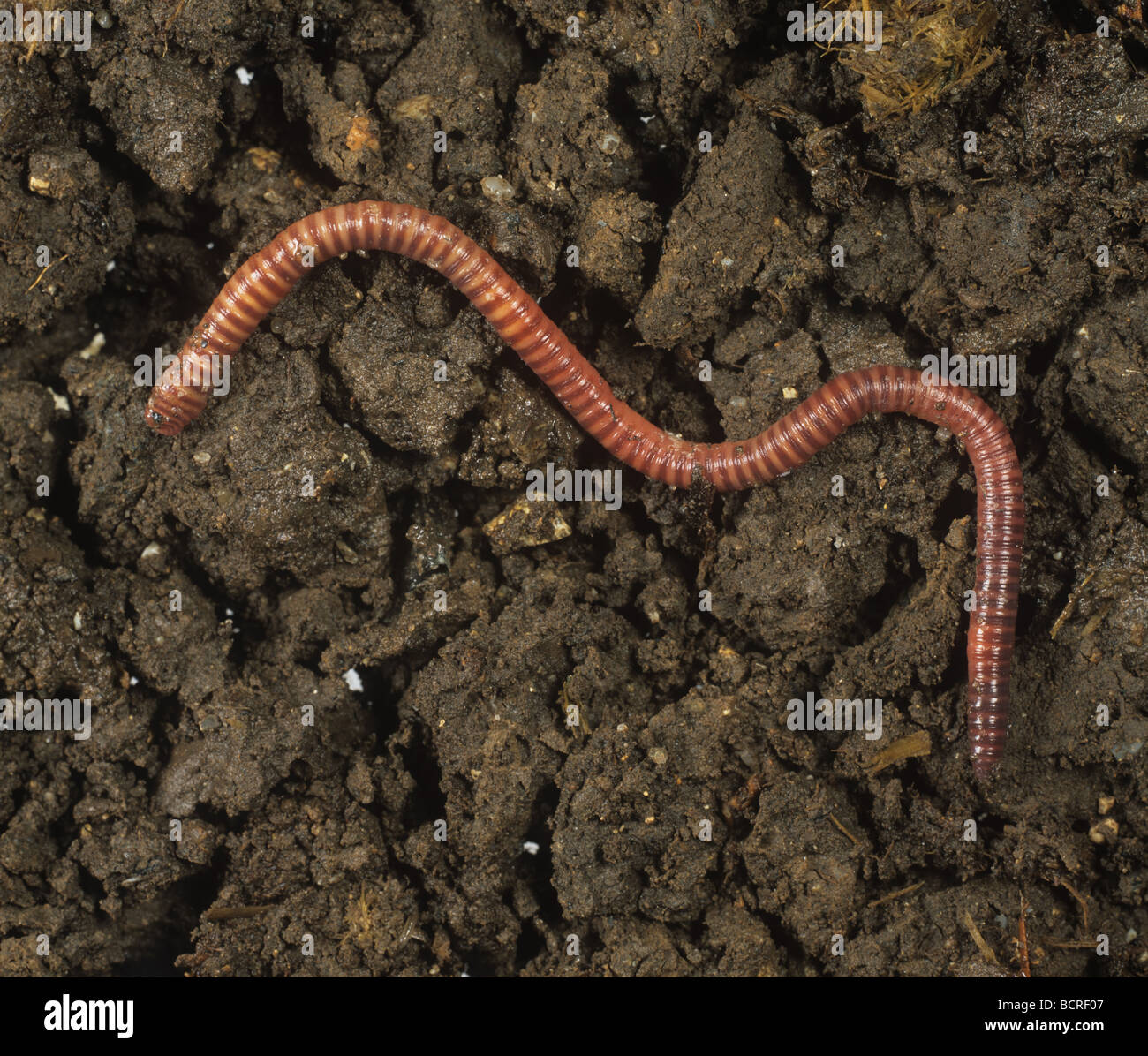 Redworm brandling or tiger worm Eisenia foetida on soil surface Stock Photo