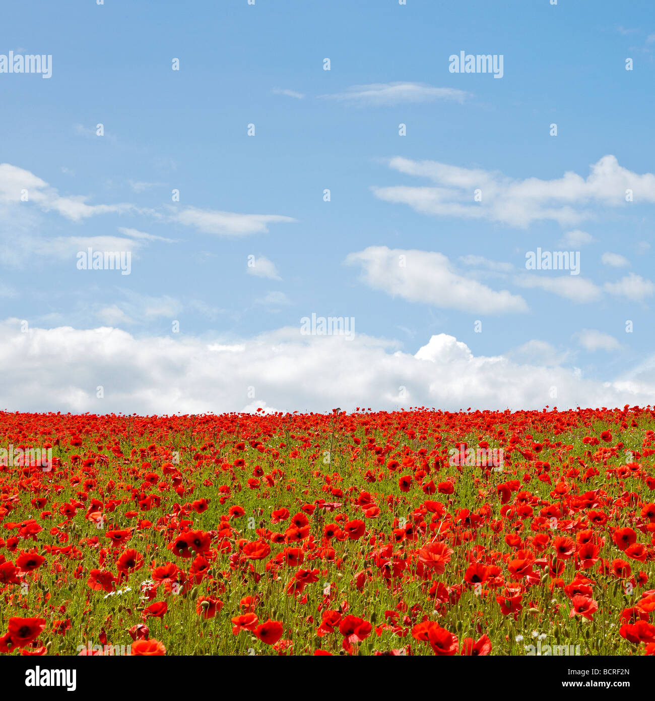 Poppy field Stock Photo