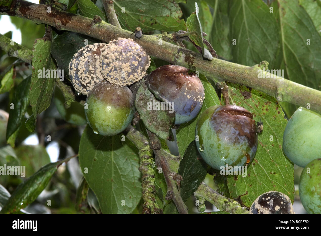 Brown rot Sclerotinia fructigena fruit rot and mycelium growth Stock Photo