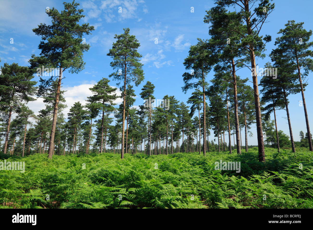 Line of Fern trees in Lavington Plantation, Near Graffham, West Sussex