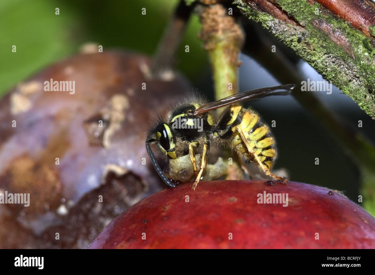 A wasp Vespula vulgaris feeding on a tortrix caterpillar Adoxophes orana on a ripe plum fruit on the tree Stock Photo