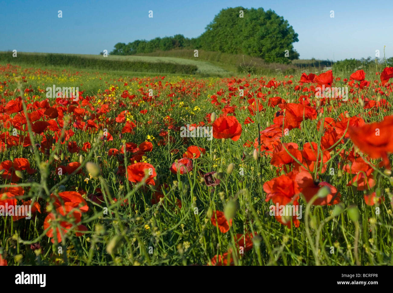 Poppies in a field in East Yorkshire during June Stock Photo