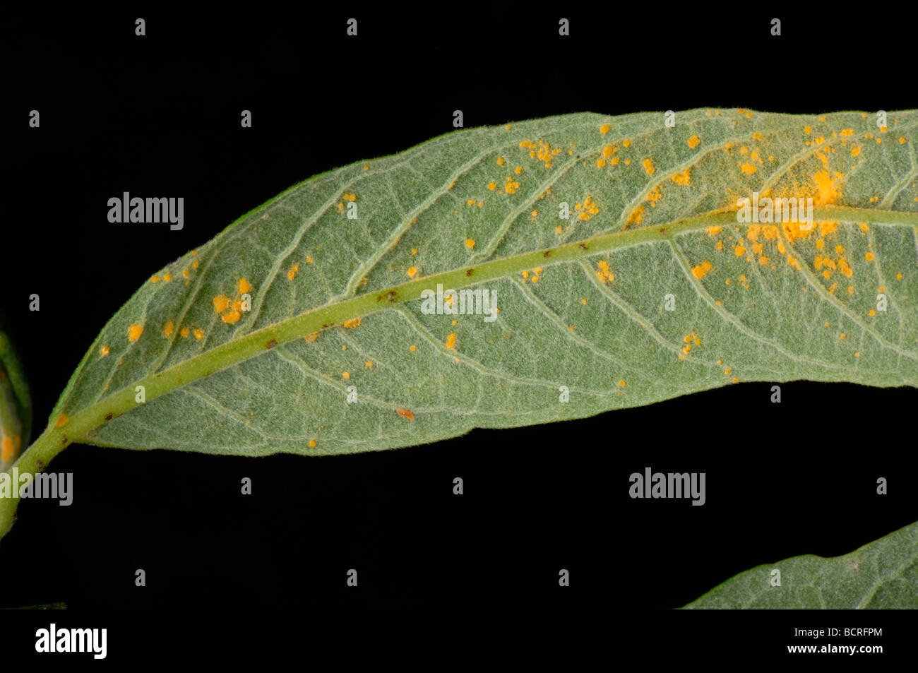 Willow rust Melampsora spp pustules on Salix sp leaf underside Stock Photo
