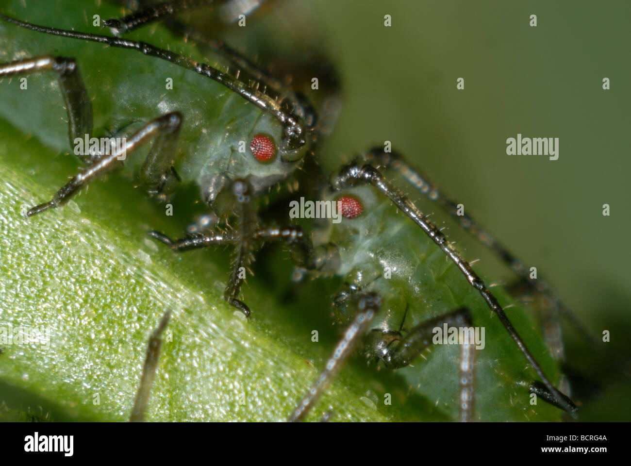 Vetch aphid Megoura viciae juvenile aphids head to head stylets eyes antennae Stock Photo