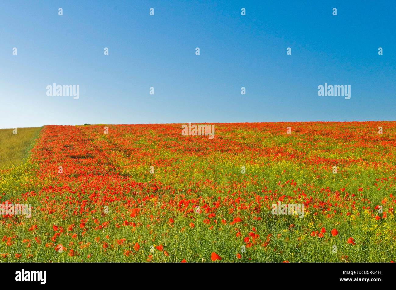 Poppies in a field in East Yorkshire during June Stock Photo