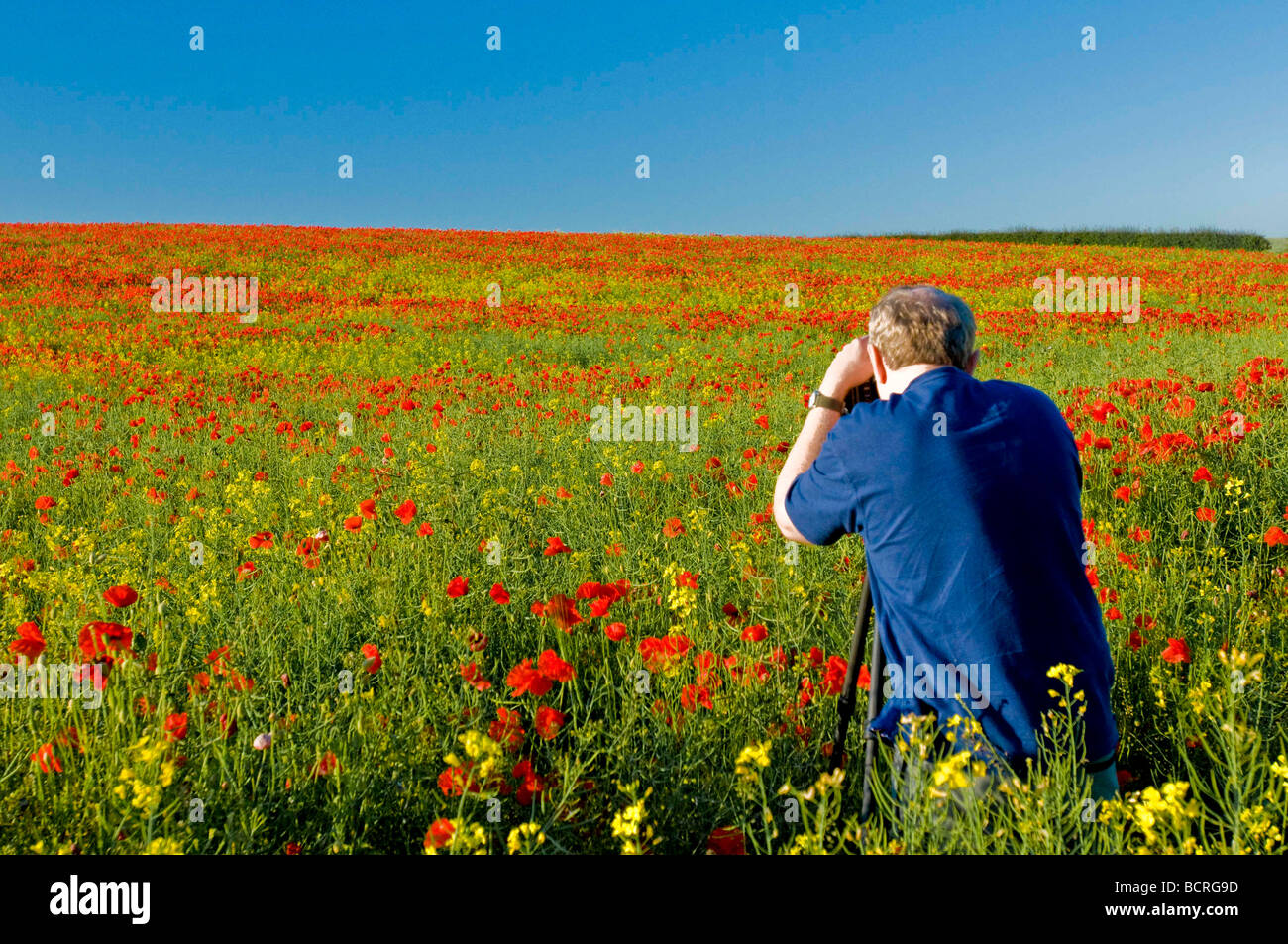 A photographer capturing poppies in a field in East Yorkshire during June Stock Photo