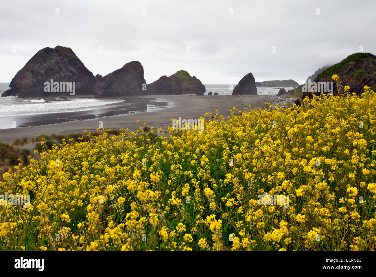 Yellow western wallflowers line the beach near Pistol River Oregon Stock Photo