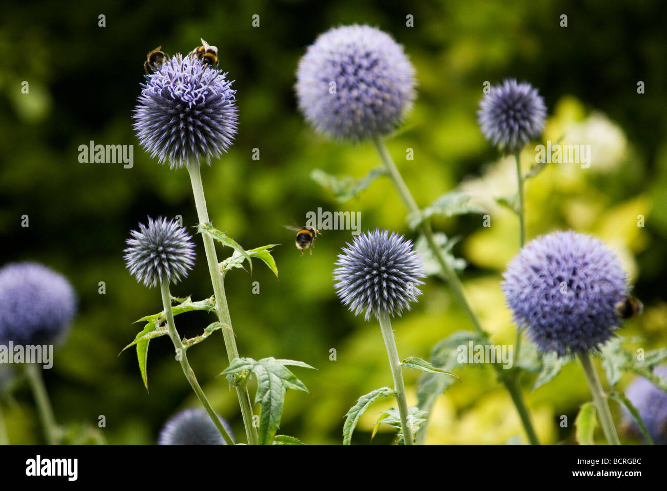 Bees buzzing around allium flowers in Falkner Square, Liverpool Stock Photo
