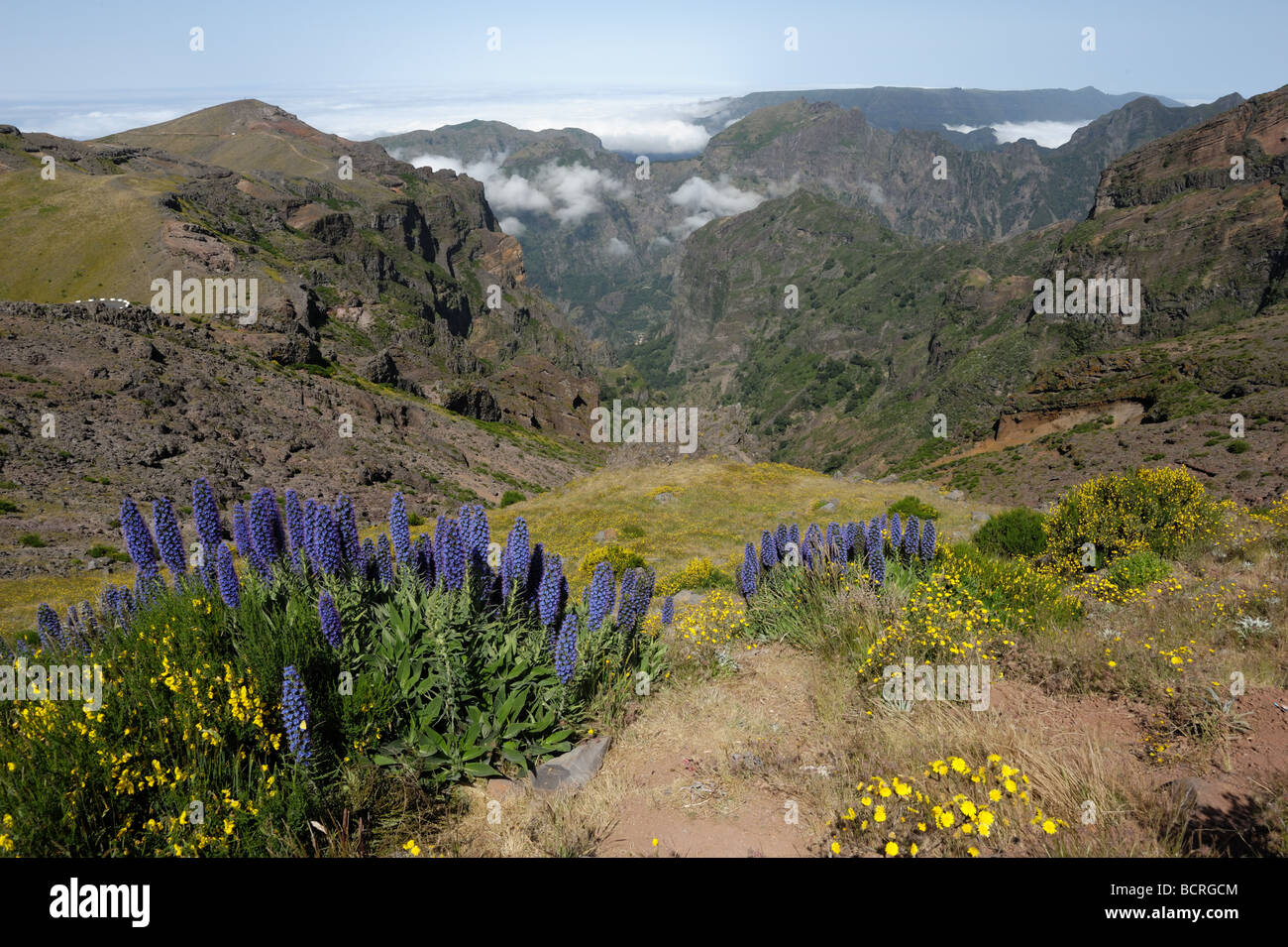 Pride of Madeira and other flowers in volcanic mountain scenery from the Pico de Arieiro Stock Photo