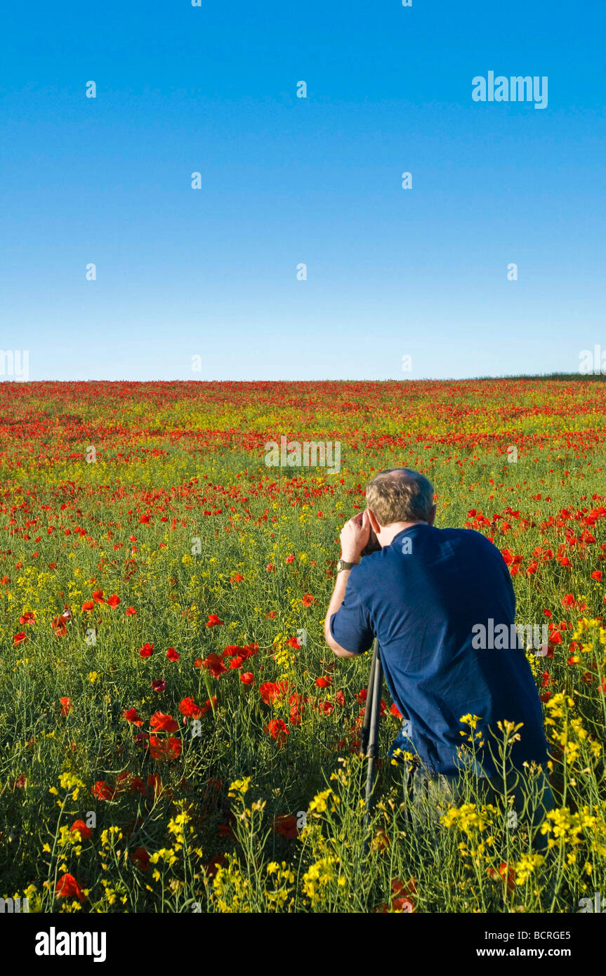 A photographer capturing poppies in a field in East Yorkshire during June Stock Photo