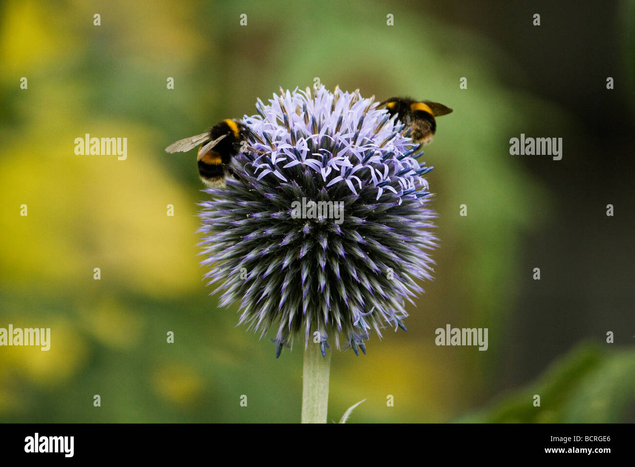 Bumblebees on an Allium flower (onion family) in Falkner Square, Liverpool Stock Photo