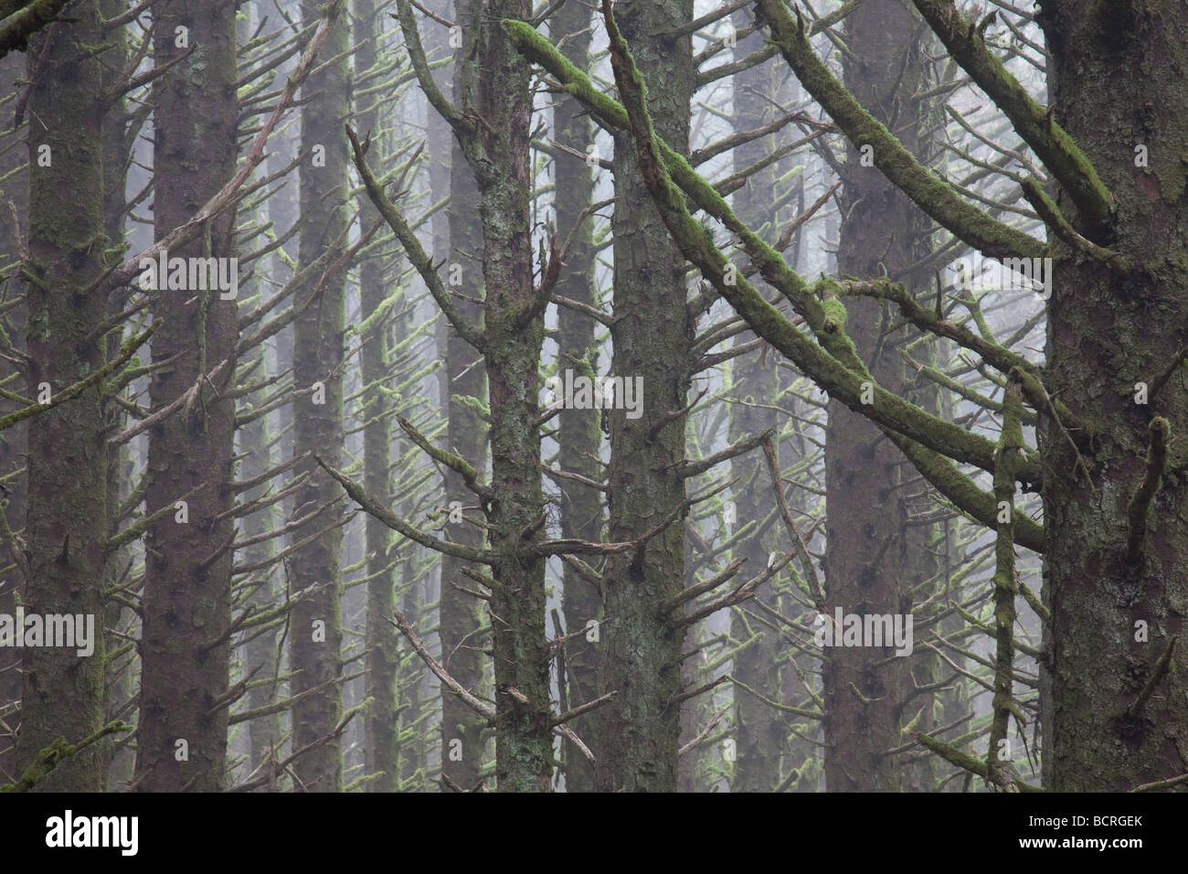 Oregon coast fog trees hi-res stock photography and images - Alamy