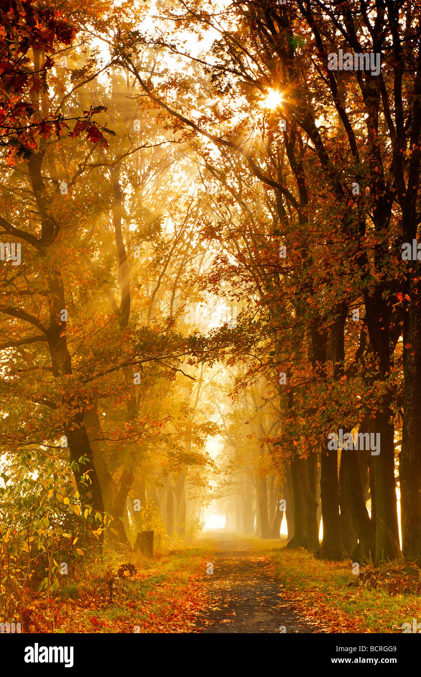 Sun rays vanishing in the oak alley Stock Photo