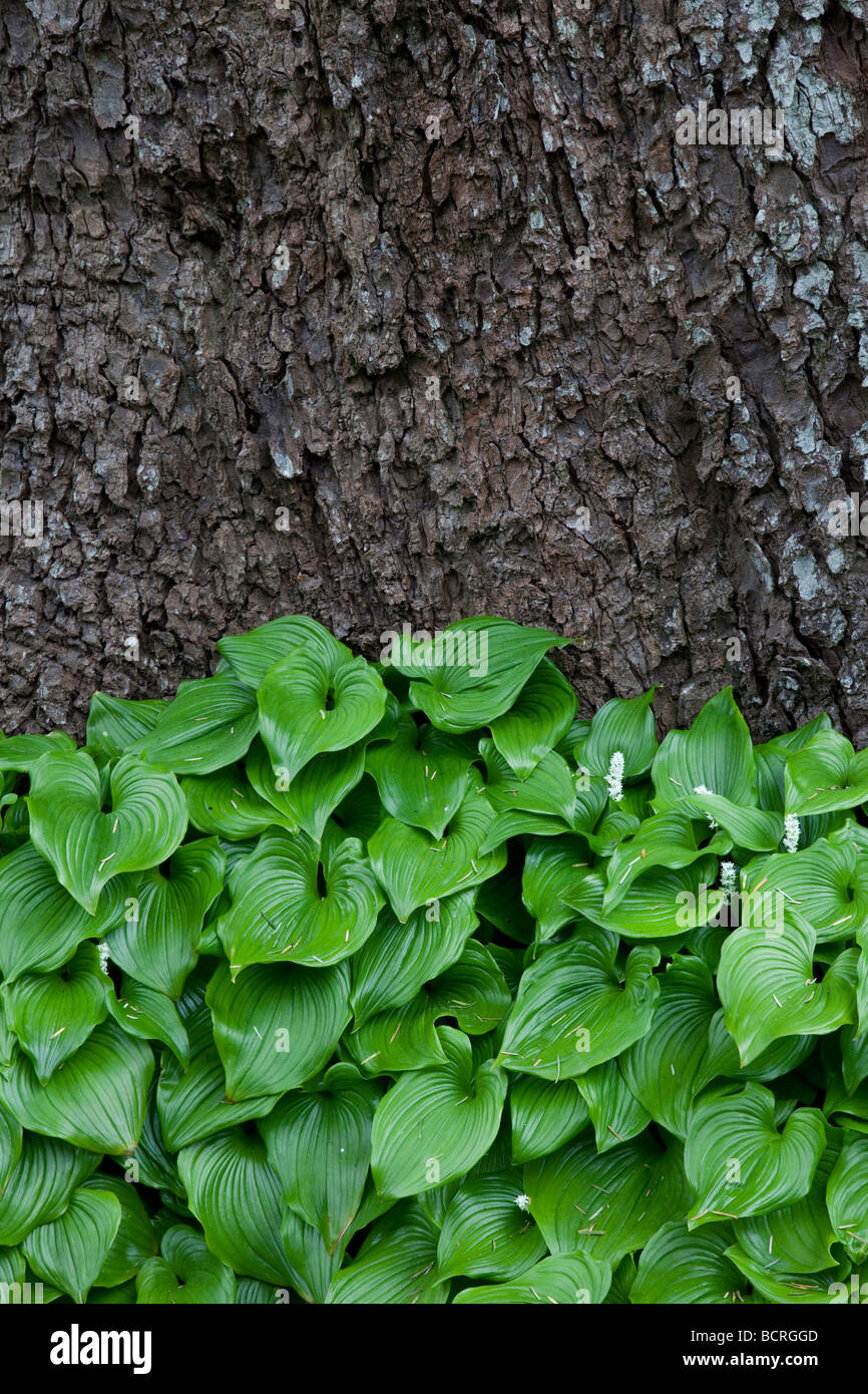 False lily of the valley plants bloom along the Oregon coast in late spring Stock Photo Alamy