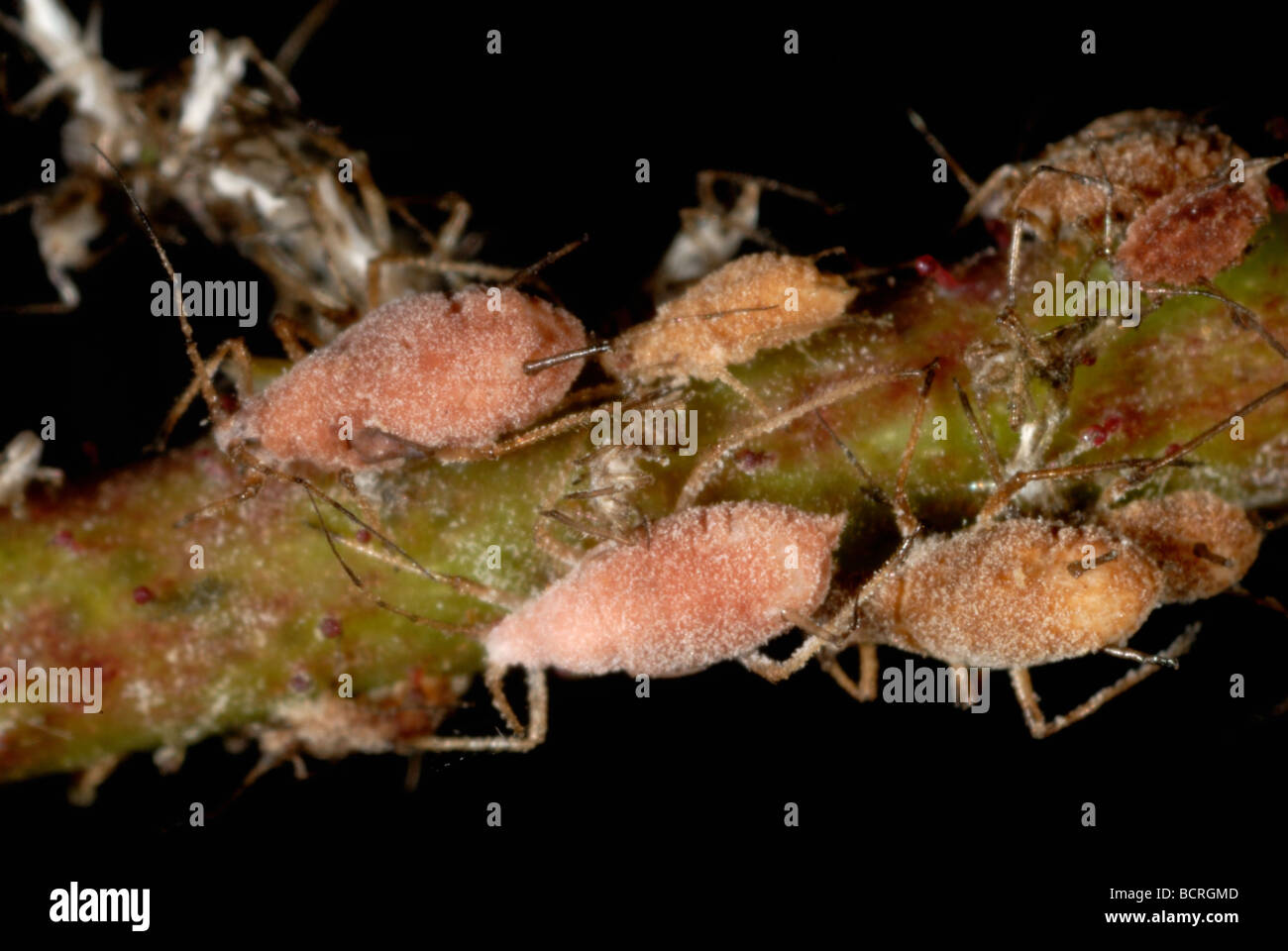 Entomopathogenic fungus infection on rose aphids Macrosiphum rosae