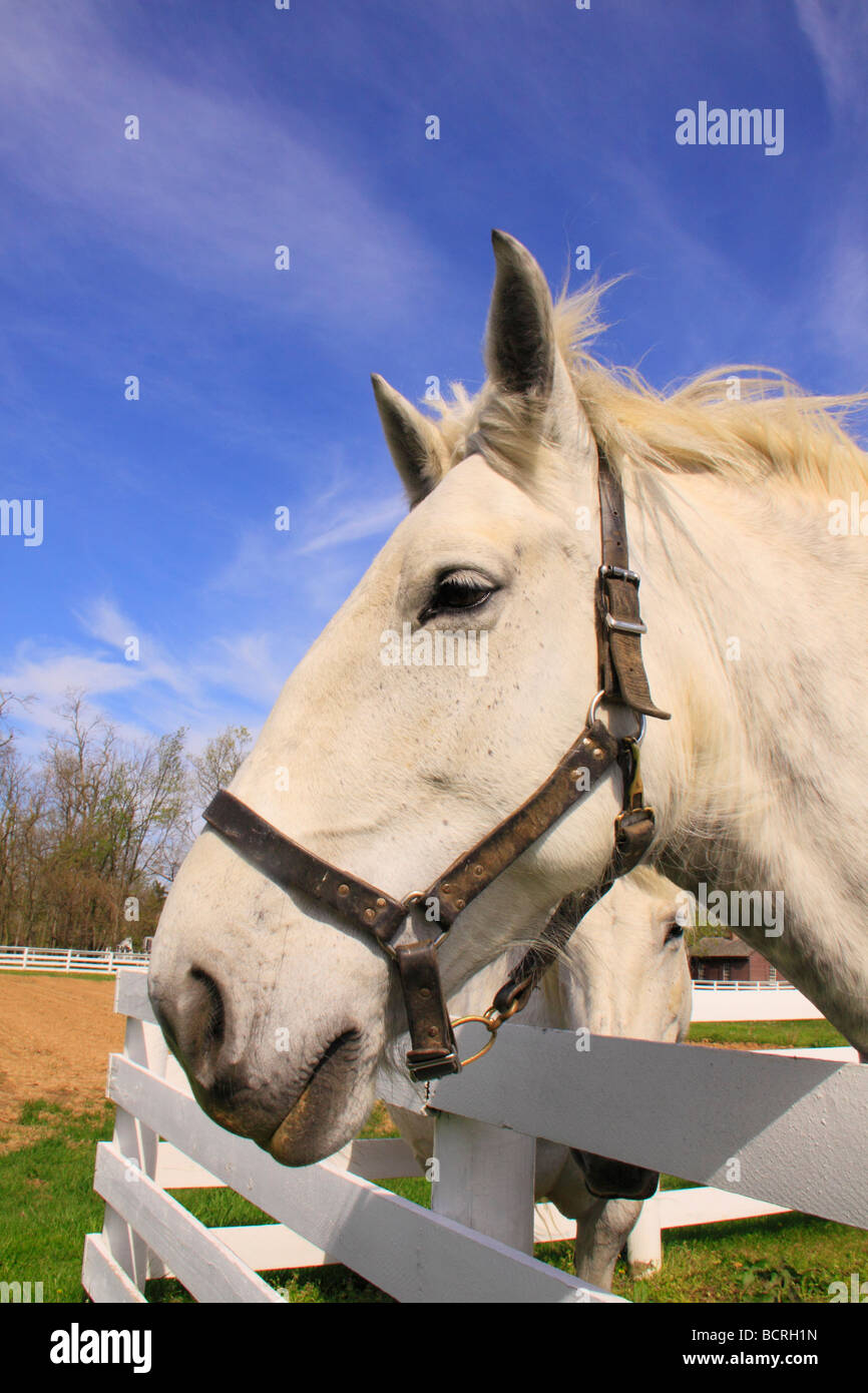 Work Horses at Shaker Village of Pleasant Hill Harrodsburg Kentucky Stock Photo