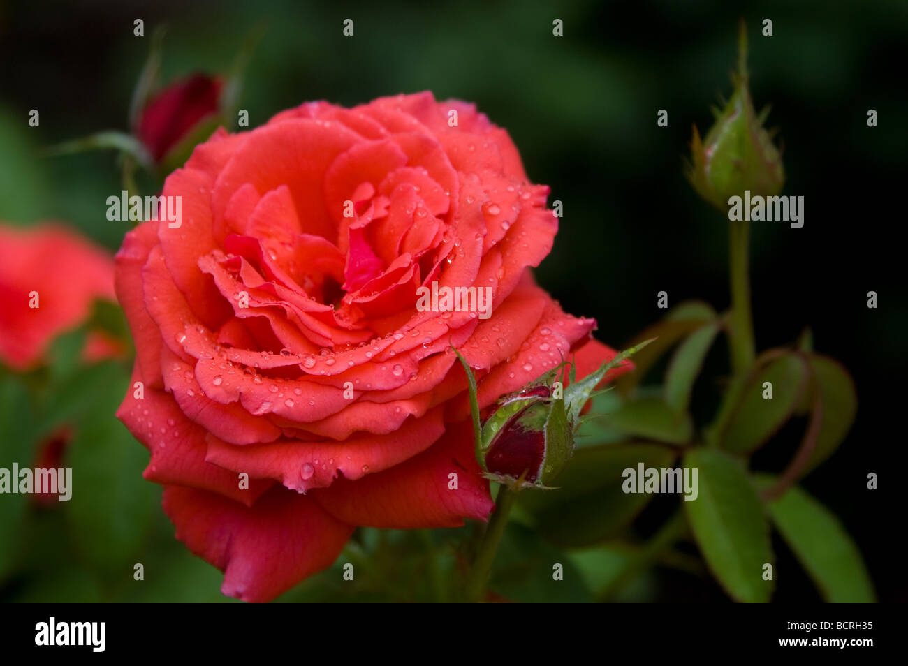 Rose with raindrops at Duke Gardens, Durham, North Carolina, USA Stock Photo Alamy