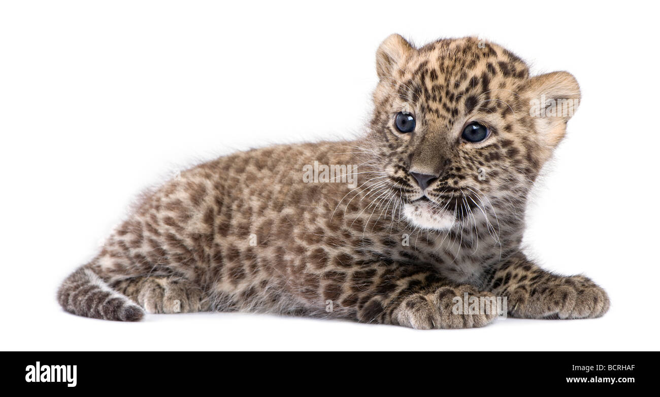 Profile of a Persian leopard Cub lying down, 6 weeks, in front of a white background, studio shot Stock Photo