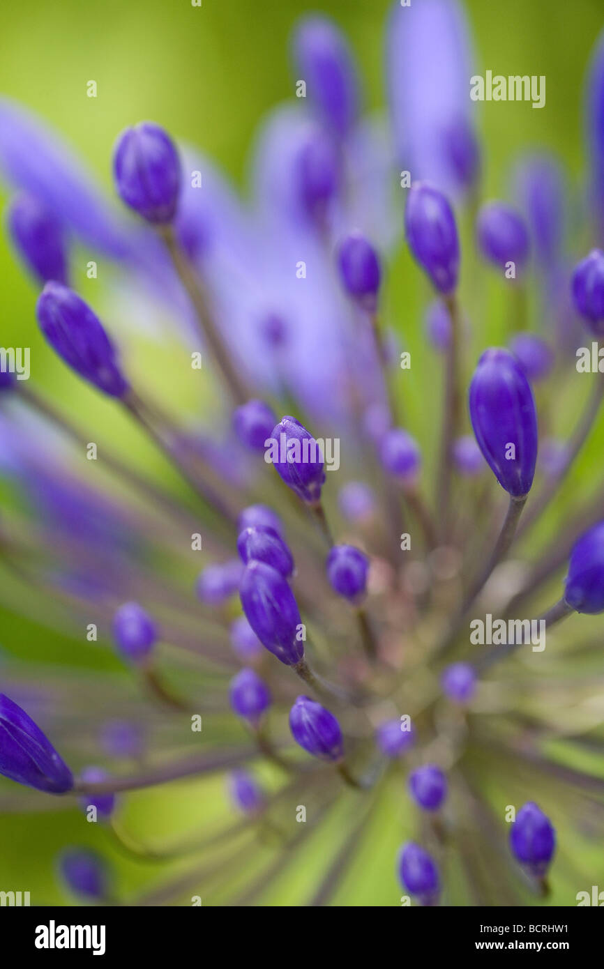 The Lily of the Nile. Exotic blue agapanthus shown in prebloom stage