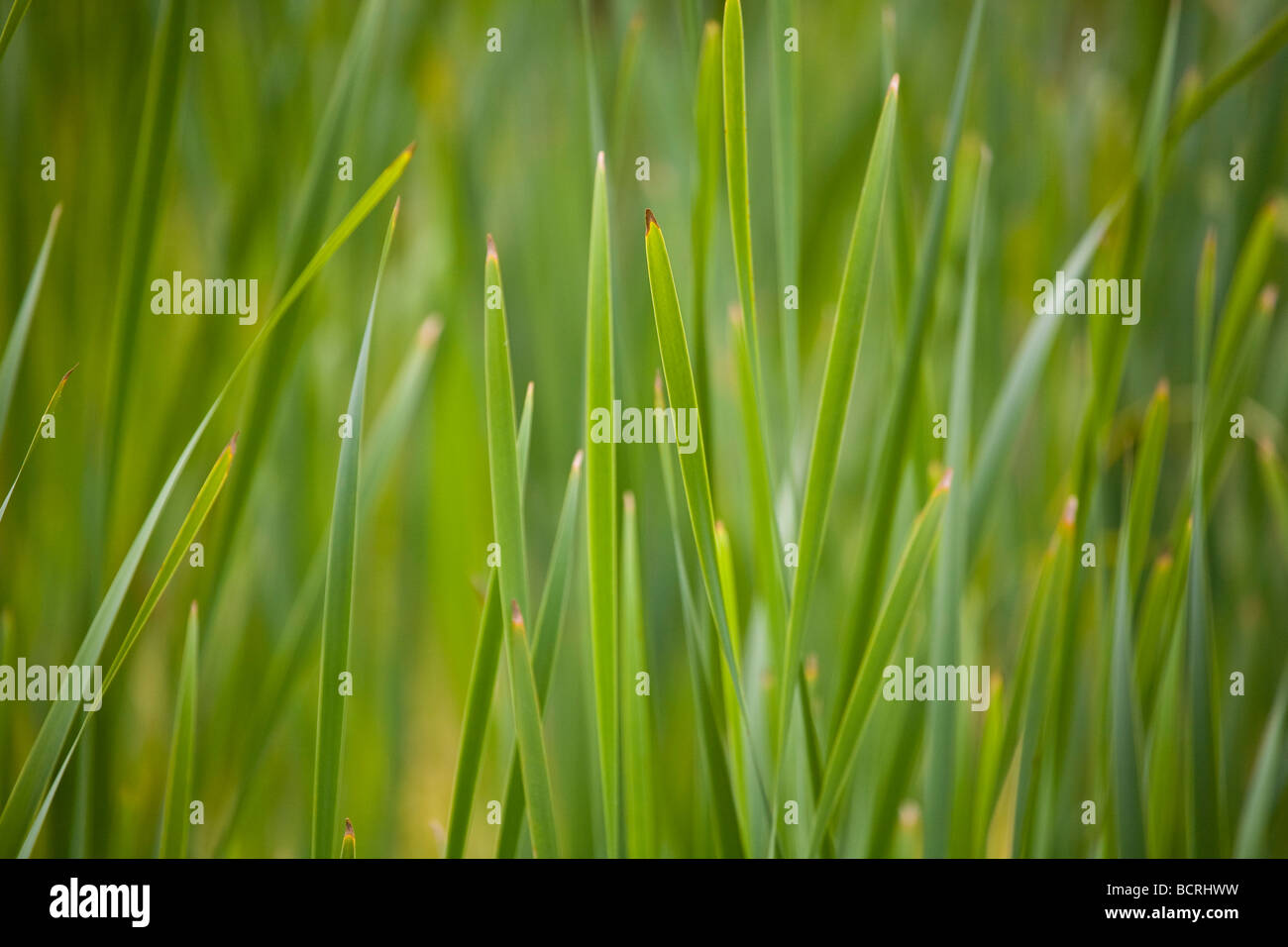 Close up of wetland reeds in the Adirondack Mountains of New York Stock Photo