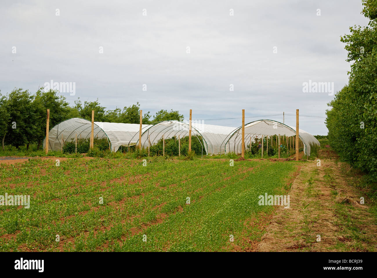 plastic tunnels for protecting and growing soft fruits,england,uk Stock
