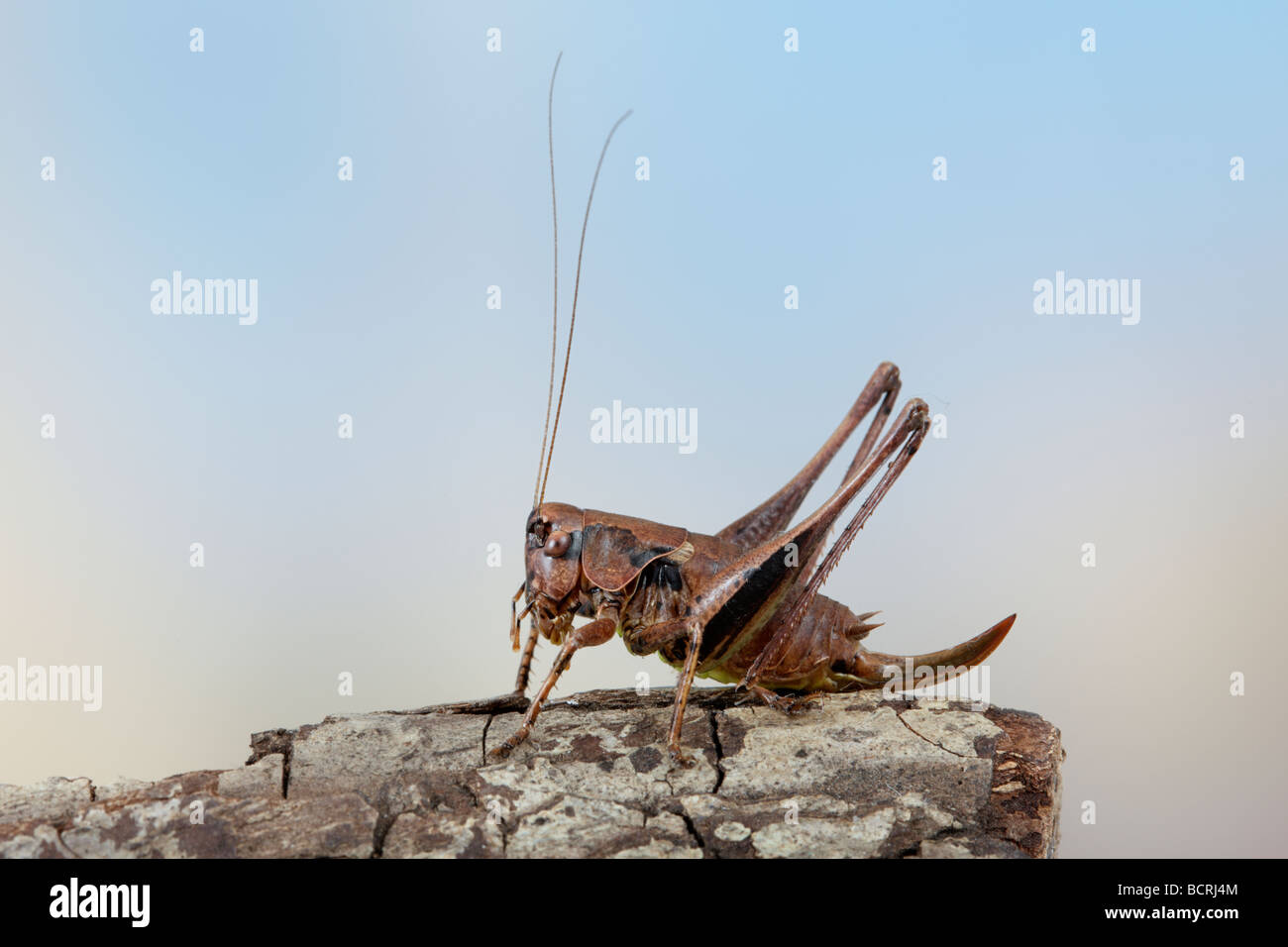 Femail Dark Bush cricket  Pholidoptera griseoaptera Stock Photo