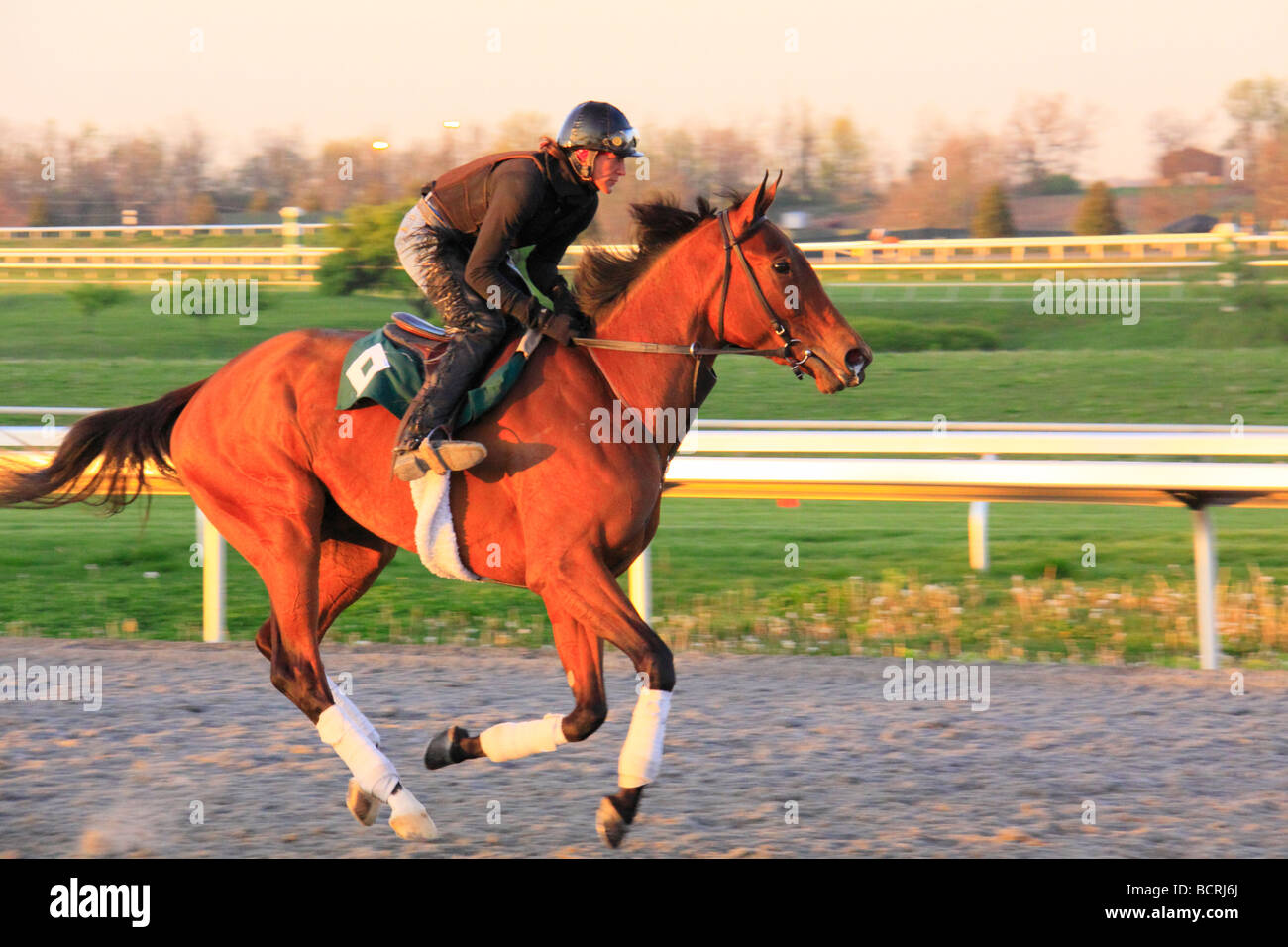 Exercise rider on thoroughbred at early morning workout at Keeneland ...