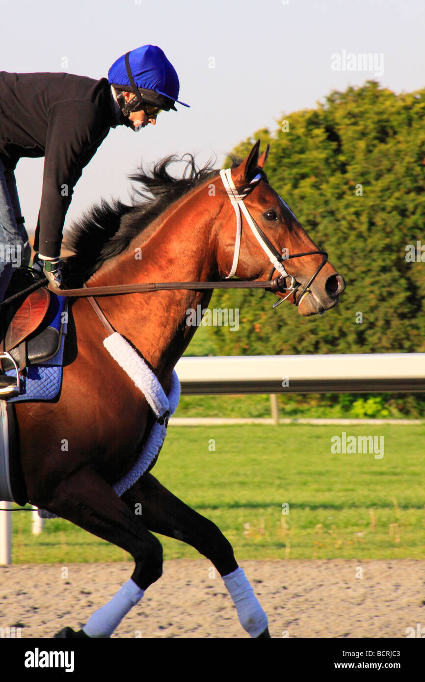 Exercise rider on thoroughbred at early morning workout at Keeneland Race Course Lexington Kentucky Stock Photo