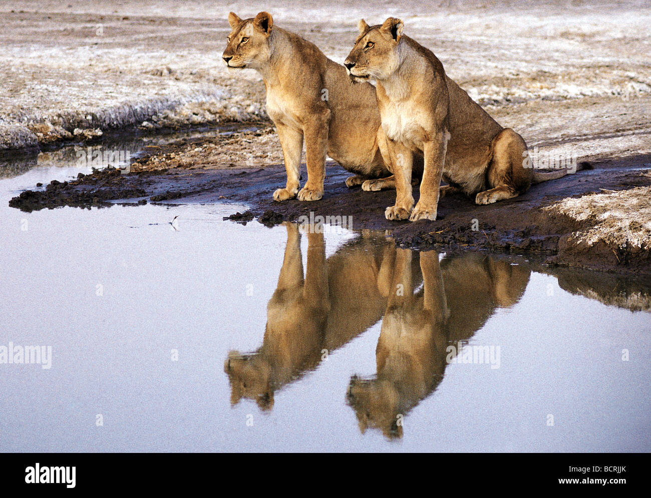 Lioness and reflections Lake Magadi Serengeti National Park Tanzania East Africa Stock Photo