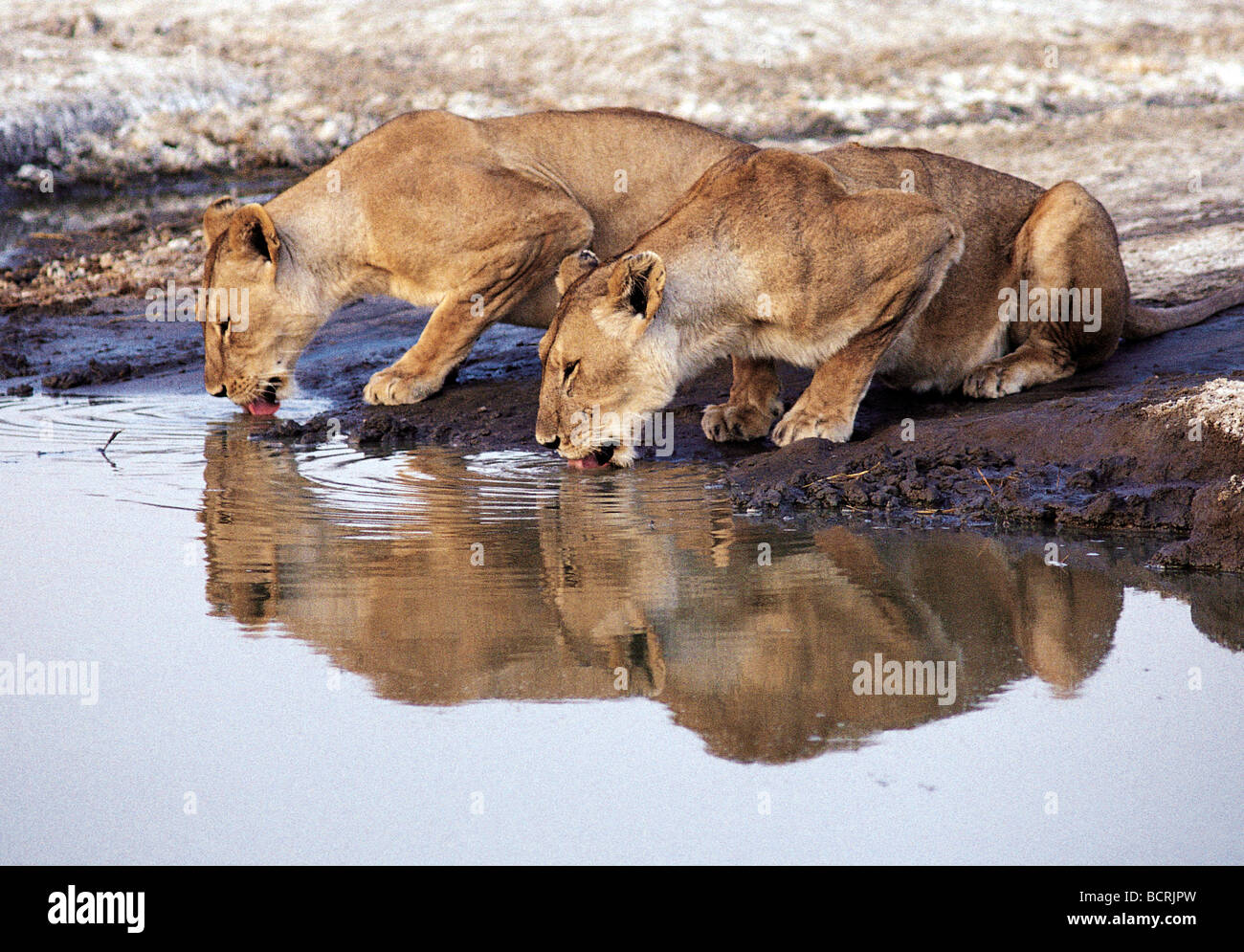 Lionesses drink in Lake Magadi Serengeti National ParkTanzania East Africa Stock Photo