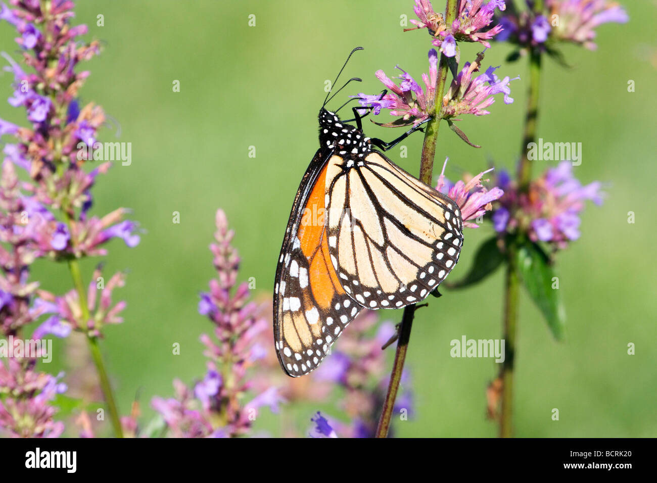 Monarch Butterfly feeding Stock Photo Alamy