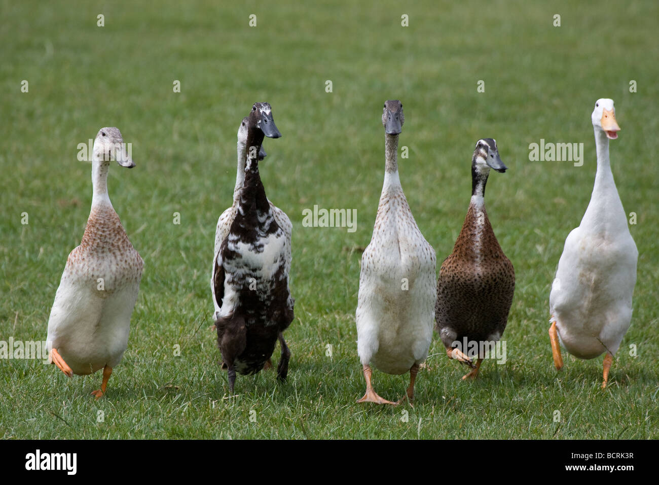 Indian running ducks hires stock photography and images Alamy