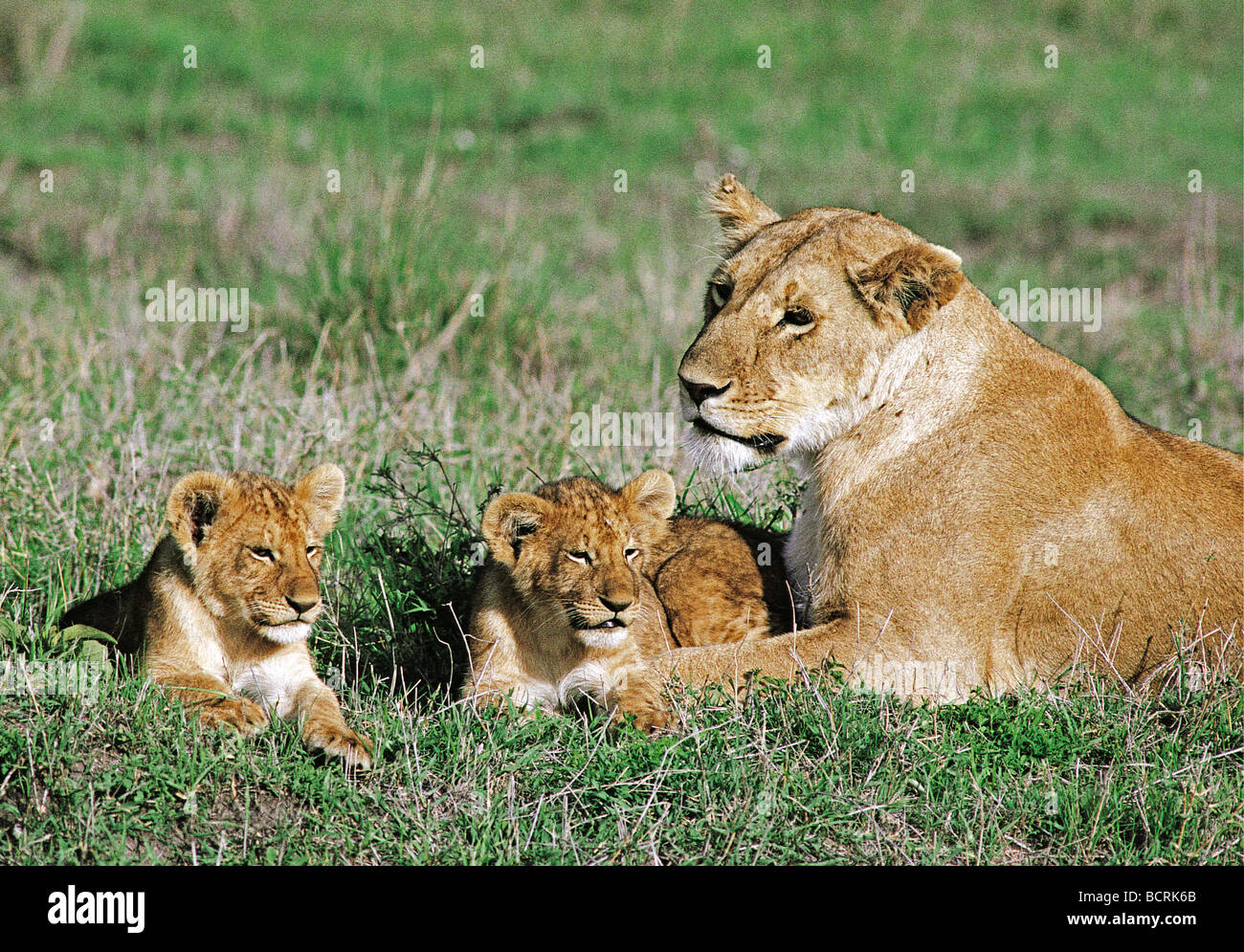 Lioness and two cubs Masai Mara National Reserve Kenya East Africa Stock Photo